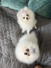 Photo №1. pomeranian - for sale in the city of Вольфенбюттель | 528$ | Announcement № 52484