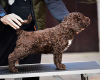 Photo №2 to announcement № 86358 for the sale of spanish water dog - buy in Serbia breeder