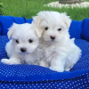 Photo №1. maltese dog - for sale in the city of Friedberg (Hessen) | 317$ | Announcement № 63944