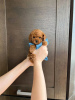 Photo №4. I will sell poodle (toy) in the city of Porto. breeder - price - Is free