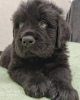 Photo №4. I will sell newfoundland dog in the city of Kharkov. breeder - price - 360$