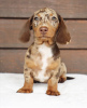 Photo №2 to announcement № 98345 for the sale of dachshund - buy in Germany private announcement, from nursery, from the shelter, breeder