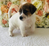 Photo №3. Beautiful jack russell puppies. United Arab Emirates