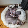 Photo №1. sphynx cat - for sale in the city of Helsinki | negotiated | Announcement № 100333