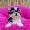 Photo №1. yorkshire terrier - for sale in the city of Cardiff | 391$ | Announcement № 121636