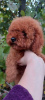 Photo №3. Toy near (female) miniature poodle. Ukraine