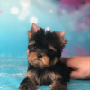 Additional photos: Here I have  beautiful Yorkshire Terrier puppies,  girls and boys, all very