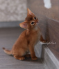 Photo №4. I will sell abyssinian cat in the city of Minsk. private announcement, from nursery, breeder - price - 832$