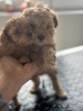 Additional photos: Miniature poodle puppies