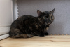 Additional photos: Wonderful young cat Cinnamon is looking for a home and a loving family!