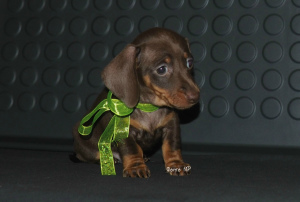 Photo №1. dachshund - for sale in the city of Москва | 481$ | Announcement № 3220