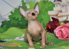 Photo №2 to announcement № 62365 for the sale of sphynx-katze - buy in Israel from nursery