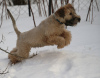 Photo №4. I will sell soft-coated wheaten terrier in the city of Tallinn. from nursery - price - negotiated