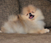 Photo №1. pomeranian - for sale in the city of Brașov | negotiated | Announcement № 112146