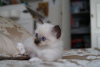 Photo №2 to announcement № 10604 for the sale of birman - buy in Russian Federation private announcement