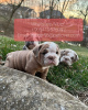 Photo №1. english bulldog - for sale in the city of Ronneby | 423$ | Announcement № 47596