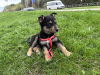 Photo №2 to announcement № 100621 for the sale of non-pedigree dogs - buy in Belarus private announcement