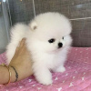Photo №2 to announcement № 31231 for the sale of pomeranian - buy in Saudi Arabia breeder