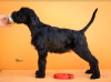 Additional photos: Giant Schnauzer Puppies