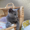 Photo №3. Russian blue kittens for sale Business WhatsApp 37256062792. Belgium