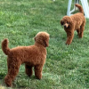 Additional photos: Miniature poodle puppies