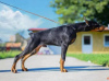 Photo №1. dobermann - for sale in the city of Бачка-Паланка | negotiated | Announcement № 106136