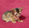 Additional photos: Abyssinian kittens