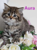 Photo №1. siberian cat - for sale in the city of Iwaniska | 833$ | Announcement № 107168