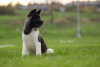 Photo №2 to announcement № 121540 for the sale of american akita - buy in Serbia breeder