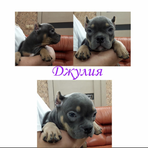 Photo №4. I will sell american bully in the city of Novosibirsk. from nursery - price - 2417$