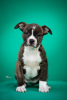 Additional photos: American Staffordshire Terrier
