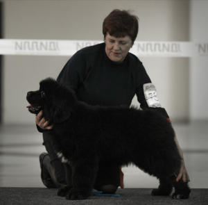 Photo №3. Newfoundland Puppy. Russian Federation