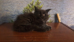 Photo №3. Maine Coon from the nursery.. Ukraine