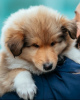Photo №2 to announcement № 9840 for the sale of rough collie - buy in Czech Republic from nursery