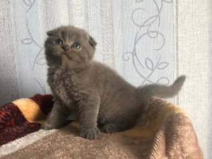Photo №2 to announcement № 6455 for the sale of scottish fold - buy in Russian Federation from nursery, breeder