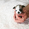 Photo №4. I will sell chihuahua in the city of Belgrade.  - price - Is free