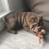 Photo №1. shar pei - for sale in the city of Berlin | Is free | Announcement № 125356