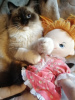 Photo №1. ragdoll - for sale in the city of Москва | 456$ | Announcement № 46376