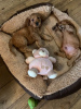 Photo №4. I will sell english cocker spaniel in the city of Munstergeleen. private announcement, from nursery - price - 370$