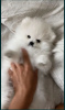Photo №2 to announcement № 6926 for the sale of pomeranian - buy in Ukraine private announcement