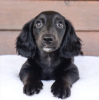 Additional photos: dachshund puppy