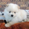 Photo №4. I will sell pomeranian in the city of Brasília. private announcement - price - 265$