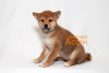 Photo №4. I will sell shiba inu in the city of Москва. breeder - price - negotiated