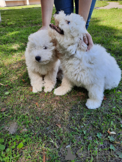 Photo №3. Puli puppies. Belarus