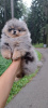 Photo №1. pomeranian - for sale in the city of Hatillo | Is free | Announcement № 125457