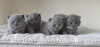 Photo №1. british shorthair - for sale in the city of Heidelberg | 370$ | Announcement № 108588