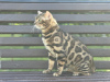 Photo №3. Gorgeous Bengal cat - GrandInterChampion of the breed. United Kingdom