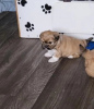 Photo №1. lhasa apso - for sale in the city of Berlin | 370$ | Announcement № 107511