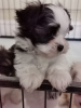 Photo №4. I will sell maltese dog in the city of Bonn. private announcement - price - 317$