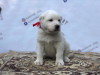 Photo №3. CAO puppies. Russian Federation